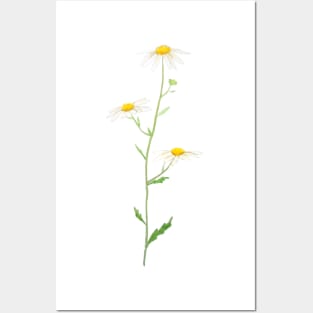 white daisy watercolor Posters and Art